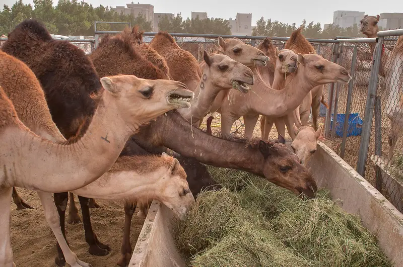 Camels 🐪