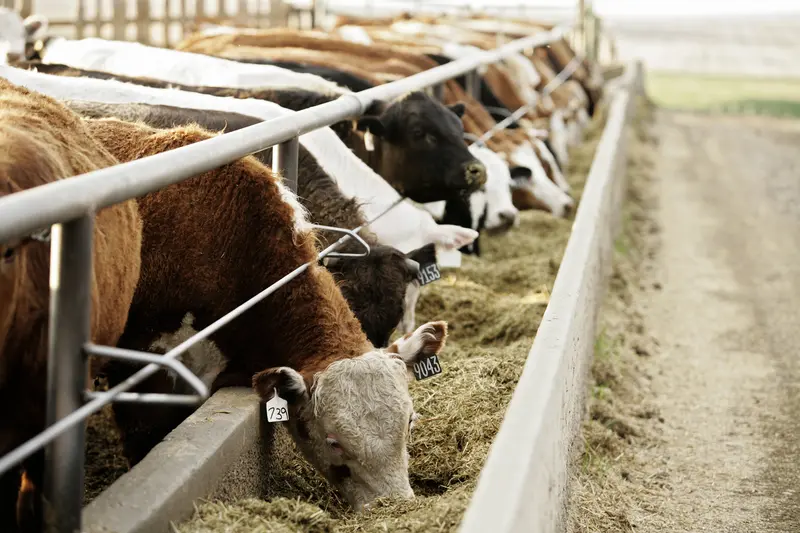 Cattle 🐄