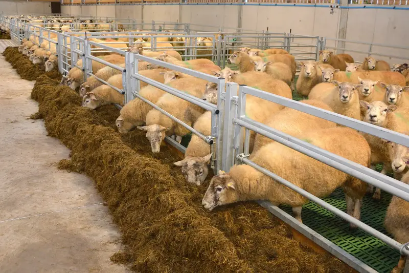 Sheep 🐑