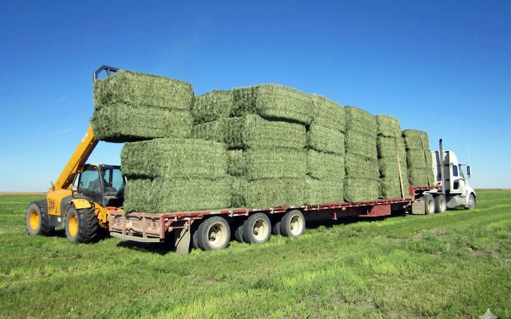 Rhodes Grass Hay